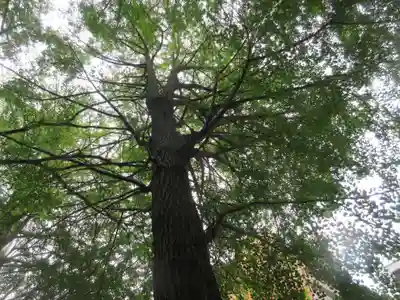 銀杏八幡宮の自然