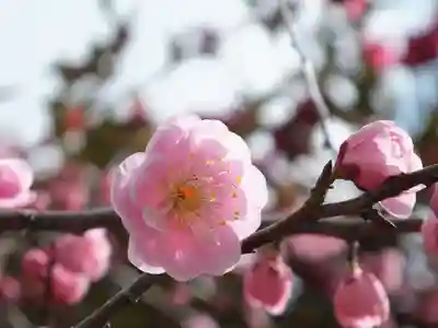 神戸神社の自然