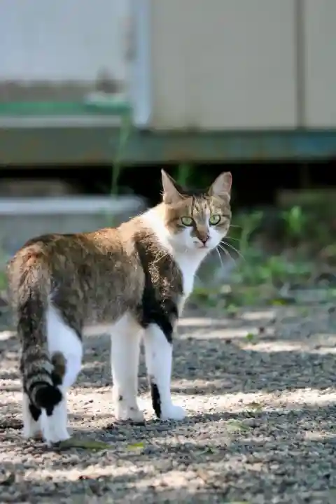 箭弓稲荷神社の{uncategorized: "未分類", other: "その他", undefined: "問題あり", building: "その他建物", grave: "お墓", sacred_gate: "鳥居", guardian: "狛犬", statue: "像", buddha: "仏像", history: "歴史", nature: "自然", garden: "庭園", animal: "動物", pagoda: "塔", temizu: "手水舎", mountain_gate: "山門・神門", sanctuary: "本殿・本堂", subordinate: "末社・摂社", art: "芸術", scenery: "景色", jizo: "地蔵", ema: "絵馬", goshuin: "御朱印", omikuji: "おみくじ", items: "授与品その他", amulet: "お守り", goshuincho: "御朱印帳", eats: "食事", festival: "お祭り", votive_dance: "神楽", shichigosan: "七五三参", wedding: "結婚式", experience: "体験その他", initially: "初詣", around: "周辺", anti_infection: "感染症対策"}