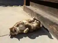 八幡社(柏井町)の動物