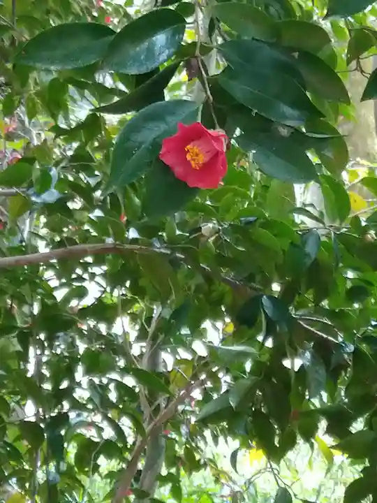 河合神社(鴨川合坐小社宅神社)の自然
