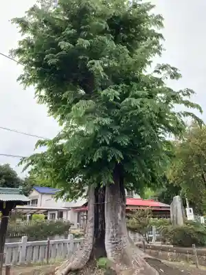 熊野神社(神奈川県)