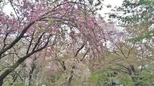 平野神社の庭園