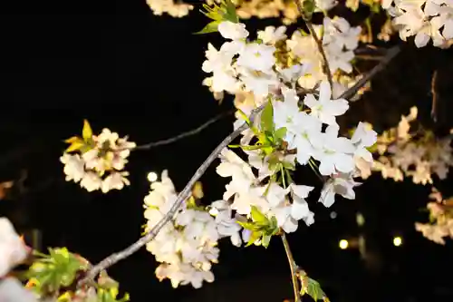 くまくま神社(導きの社 熊野町熊野神社)の自然