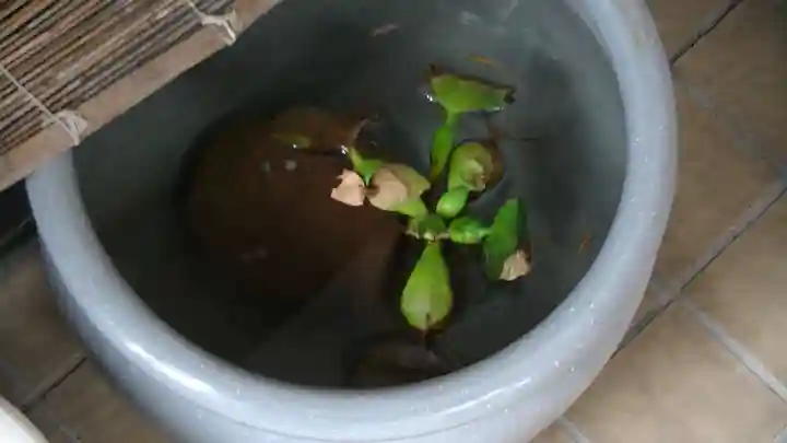 日吉八王子神社の動物