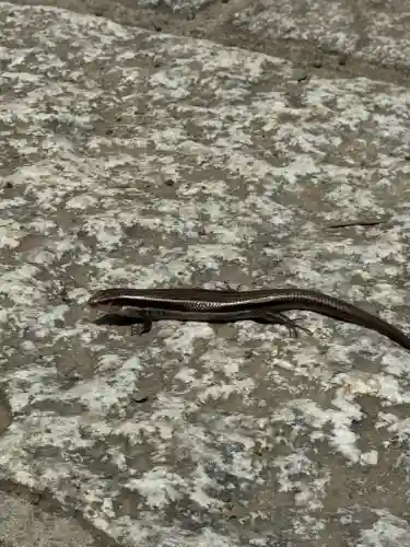 武蔵一宮氷川神社の{uncategorized: "未分類", other: "その他", undefined: "問題あり", building: "その他建物", grave: "お墓", sacred_gate: "鳥居", guardian: "狛犬", statue: "像", buddha: "仏像", history: "歴史", nature: "自然", garden: "庭園", animal: "動物", pagoda: "塔", temizu: "手水舎", mountain_gate: "山門・神門", sanctuary: "本殿・本堂", subordinate: "末社・摂社", art: "芸術", scenery: "景色", jizo: "地蔵", ema: "絵馬", goshuin: "御朱印", omikuji: "おみくじ", items: "授与品その他", amulet: "お守り", goshuincho: "御朱印帳", eats: "食事", festival: "お祭り", votive_dance: "神楽", shichigosan: "七五三参", wedding: "結婚式", experience: "体験その他", initially: "初詣", around: "周辺", anti_infection: "感染症対策"}