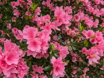 霧島神宮(鹿児島県)