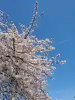 沙沙貴神社の自然