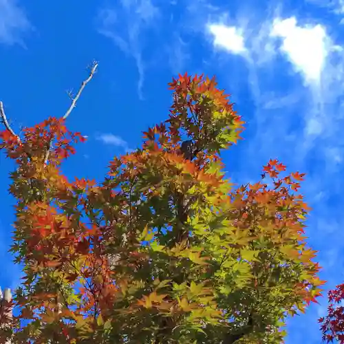 寿量山　速成寺の自然