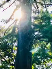 側高神社の自然