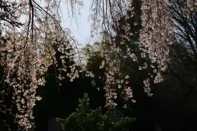 光善寺の自然