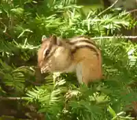 留辺蘂神社の動物