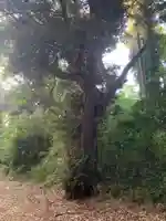 熊野大神(千葉県)