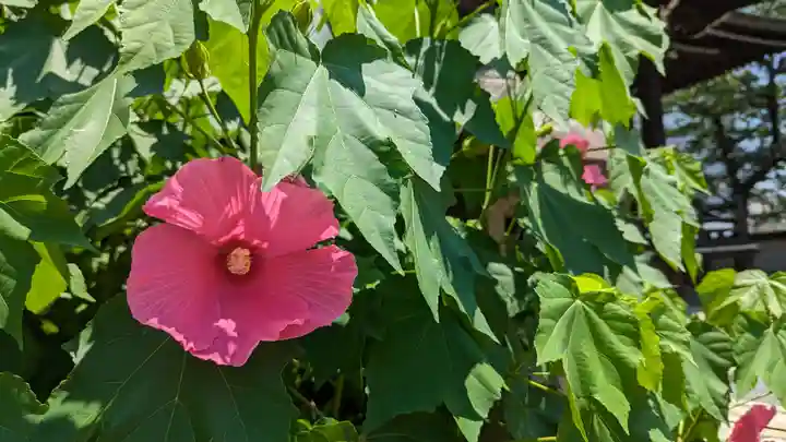 妙顯寺(妙顕寺)(京都府)