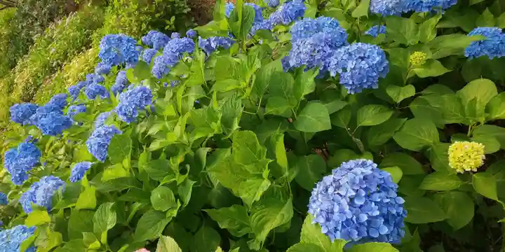 三室戸寺の庭園
