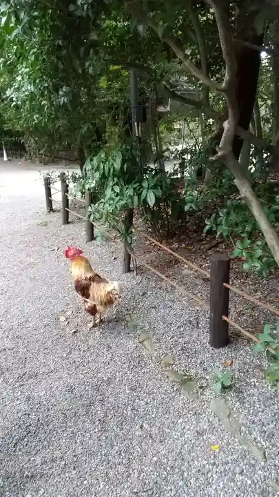 熱田神宮の動物