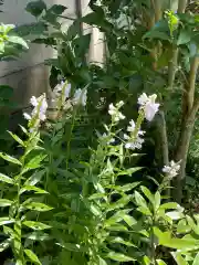 高麗神社の自然