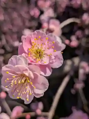 最明寺(埼玉県)