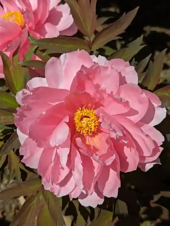 六孫王神社の自然