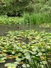 金澤神社の庭園