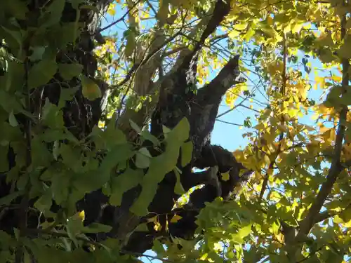 飛木稲荷神社の自然