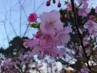曽我浅間神社の自然