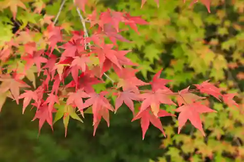 常照寺(京都府)