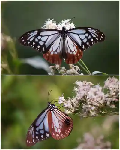 法輪寺(東京都)