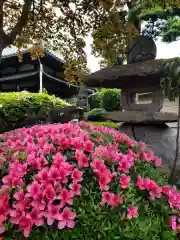 荘厳寺の自然