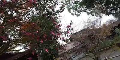 平野神社(京都府)