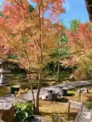 勝林寺の自然