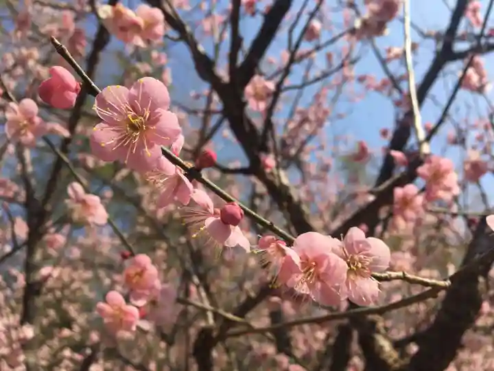 青岸渡寺の自然