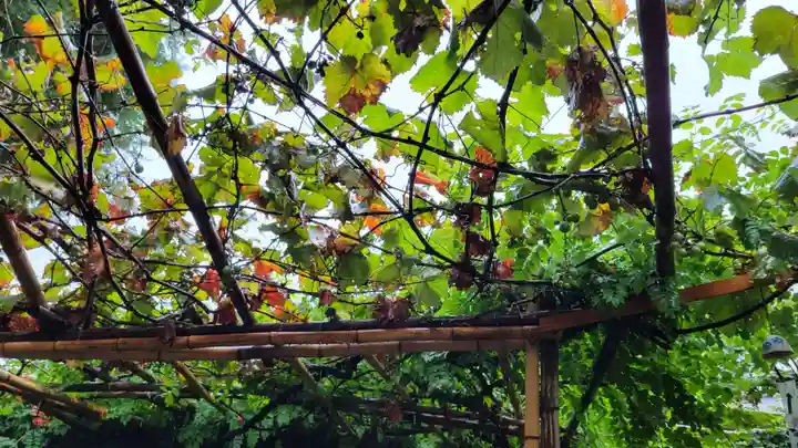 吉原弁財天本宮(吉原神社奥宮)の自然