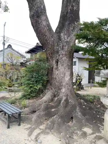 菅原天満宮（菅原神社）の自然