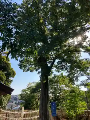 師岡熊野神社の自然