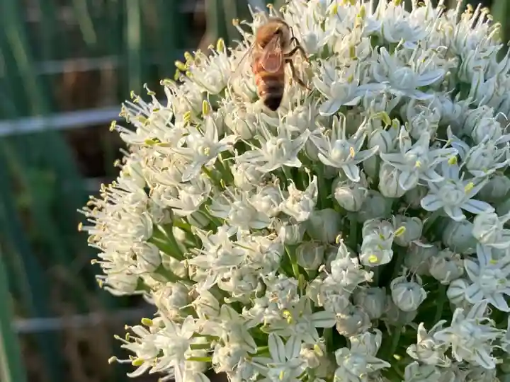真言宗 善通寺派 薬王寺(香川県)