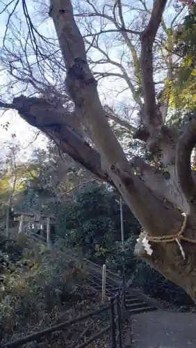 森浅間神社の鳥居