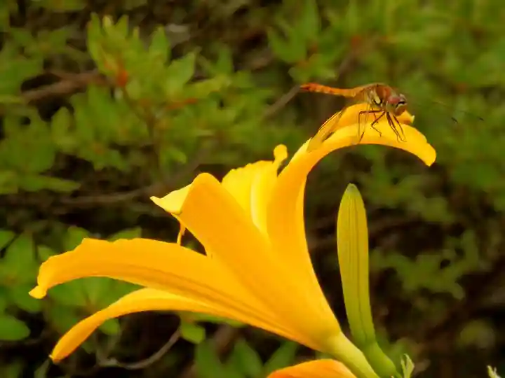赤薙山神社の自然
