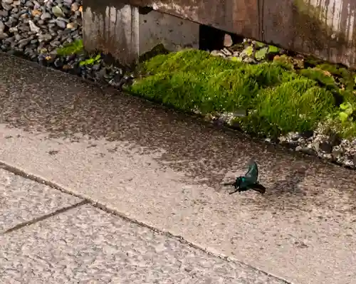 諏訪大社(長野県)