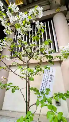 十番稲荷神社の自然