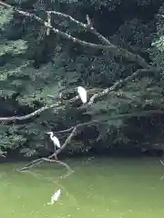 橿原神宮の動物