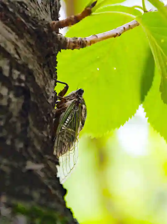 三津厳島神社(愛媛県)