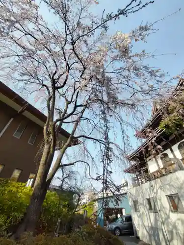 燈明寺の庭園