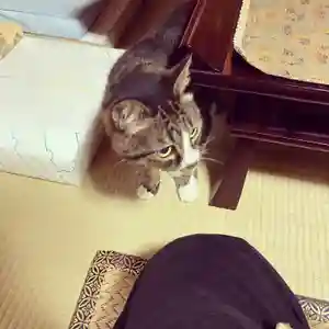 潮音院の動物(2021年08月14日(土) 14時09分49秒投稿)