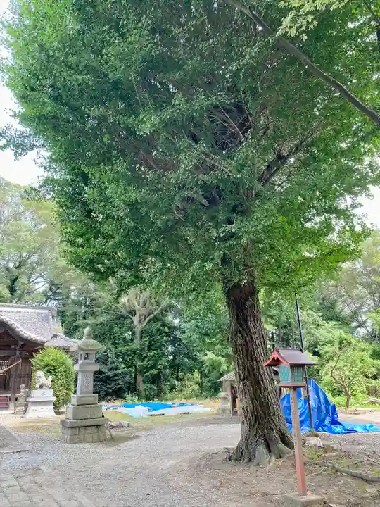 網戸神社の自然