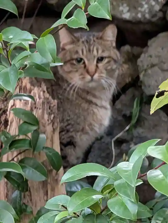 浜殿神社(長崎県)