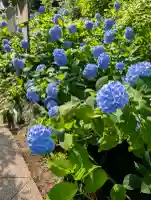 明月院(神奈川県)