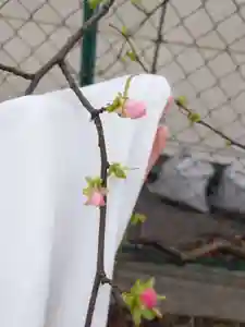 七宮神社(兵庫県)(2024年03月16日(土) 15時22分37秒投稿)