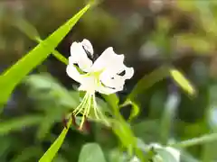 長光寺の自然