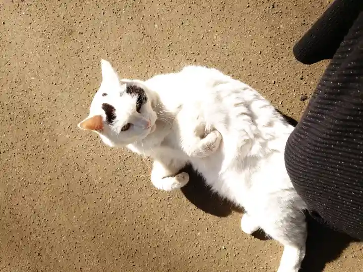 野々宮神社の{uncategorized: "未分類", other: "その他", undefined: "問題あり", building: "その他建物", grave: "お墓", sacred_gate: "鳥居", guardian: "狛犬", statue: "像", buddha: "仏像", history: "歴史", nature: "自然", garden: "庭園", animal: "動物", pagoda: "塔", temizu: "手水舎", mountain_gate: "山門・神門", sanctuary: "本殿・本堂", subordinate: "末社・摂社", art: "芸術", scenery: "景色", jizo: "地蔵", ema: "絵馬", goshuin: "御朱印", omikuji: "おみくじ", items: "授与品その他", amulet: "お守り", goshuincho: "御朱印帳", eats: "食事", festival: "お祭り", votive_dance: "神楽", shichigosan: "七五三参", wedding: "結婚式", experience: "体験その他", initially: "初詣", around: "周辺", anti_infection: "感染症対策"}